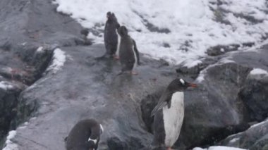 Antarktika sahillerindeki Gentoo Penguenleri Karlı Gün, Yavaş Hareket. Doğal Yaşam Alanında Hayvanlar 4k