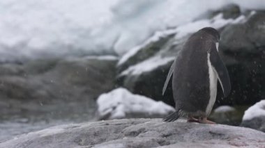 Penguen Karlı Gün 'de Vücudunu ve Kafasını Sallıyor, Yavaş Hareketi Kapat 4k