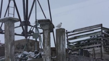 Antarktika Kulesi 'nin altındaki Beton Kol' da Kar Petrel Kuşu 4k Üssü