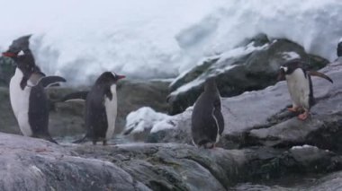 Antarktika sahillerindeki Gentoo Penguenleri Soğuk Kar Gününde 60fps 4k