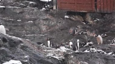 Gentoo Penguen Kolonisi Karlı Gün 4k 'de Antarktika Araştırma Üssü Binası Altında