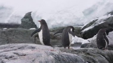 Gentoo Penguenleri Karlı Gün 'de, Antarktika Kıyı Çizgisi 4k Kayalıklarda Duruyor