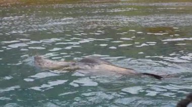 Antarktika Kürk Foku Teknenin Önünde Yüzüyor, Yavaş Hareket 4k