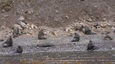 Güney Georgia Adası, Leith Limanı 4k 'de Antarktika Kürk fokları dinleniyor ve dinleniyor.