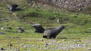 Güney Georgia Adası 'nın otlağındaki Antarktika Kürk fokları güneşli bir günde, Slow Motion 4k