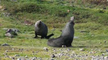 Güney Georgia Adası 'nın otlağında Antarktika Kürk fokları, Yavaş Hareket 4k