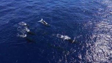 Mavi Okyanus 'un su yüzeyinde yüzen balinaların drone çekimi 4k