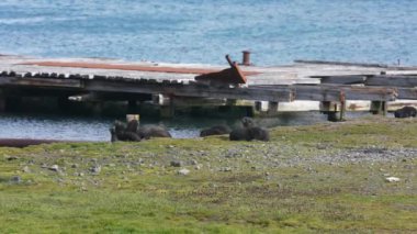 Genç Antarktika Kürk Fok Balıkları Güney Georgia Adasının Sahili 'nde Oynuyor ve Rahatlıyor, Yavaş Hareket 4k