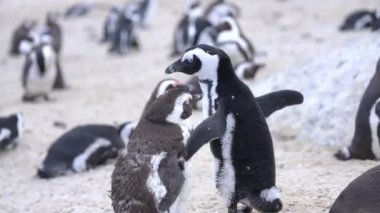 Penguen Kolonisi Cape Point Doğa Koruma Alanı, Güney Afrika, 60fps