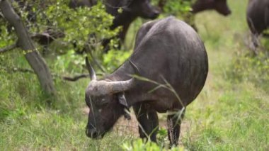 Güney Afrika Kruger Ulusal Parkı Çayırında Siyah Afrika Bufalosu Yeme Çimeni