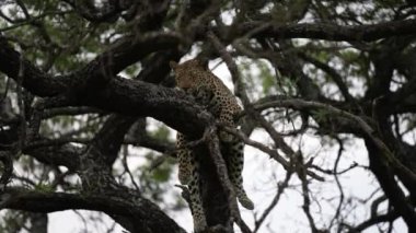 Uykucu Leopar Ağaç Dalında Dinleniyor. Kruger Ulusal Parkı 'nın Doğal Çevresindeki Vahşi Afrika Hayvanı 4k