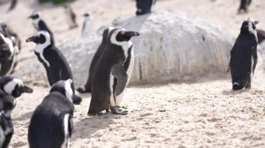 Cape Penguen Güney Afrika sahillerinde güneşleniyor. Doğal Yaşam Alanında Hayvanlar 4k