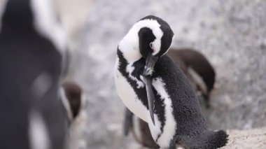 Gagalı Penguen Temizleme Tüyleri, yaklaşın. Cape Point Doğa Koruma Alanı, Güney Afrika 60fps 4k