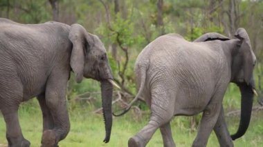 Ulusal Park 'ın Vahşi Doğasında Yürüyen İki Afrika Fili, Doğal Yaşam Alanında Vahşi Hayvanlar, Yavaş Hareket 120fps