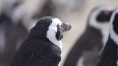 Afrika Penguenlerinin Kapanışı, Cape Point Doğa Koruma Alanındaki Koloni, Güney Afrika 4k