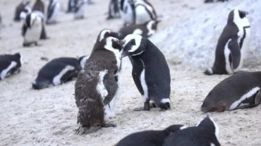 Bir çift Afrika Pengueni, Tavuk ve Horoz Aşkı Gagalarıyla Paylaşıyor 4k