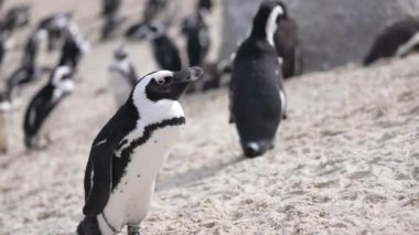 Afrika Pengueni Koloni 'de, Hayvanlar Doğal Yaşam Alanında, Güney Afrika Kıyı Hücresi 4k