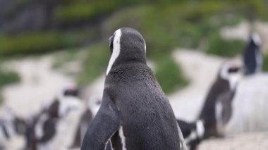Penguen Burnu 'nun Kapanışı Kanatlarını Açıyor ve Vücut 4k' tan Sarsılıyor