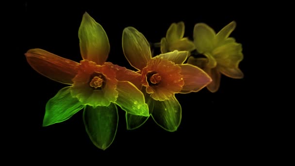 Průhledné Narcisy Květy Červené Žluté Zelené Odstíny Houpají Tmavém Pozadí — Stock video