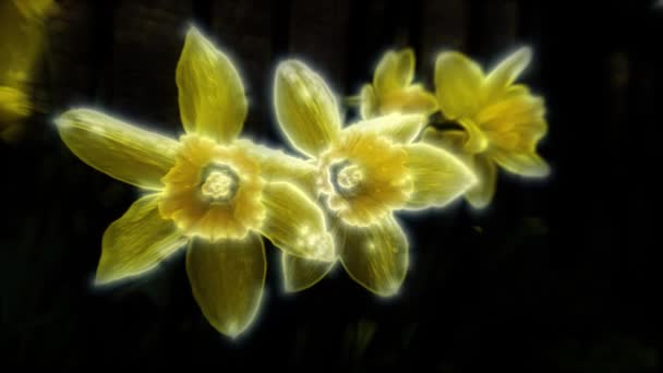 Κίτρινα Λαμπερά Διαφανή Λουλούδια Νάρκισσος Ταλαντεύονται Ένα Σκούρο Θολή Φόντο — Αρχείο Βίντεο