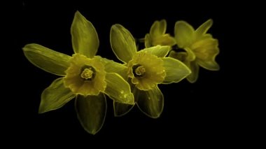 Koyu bir arka planda, sarı şeffaf narsisli çiçekler sallanıyor.