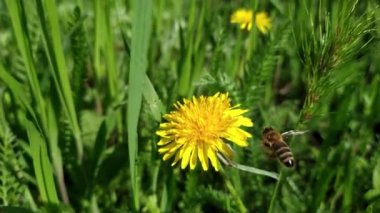 Yeşil çimen arka planında sarı karahindiba çiçeği. Bir arı karahindibanın etrafında uçar. Bir arı çiçeğin üzerine oturur ve ondan polen toplar. Sonra arı uçar gider..