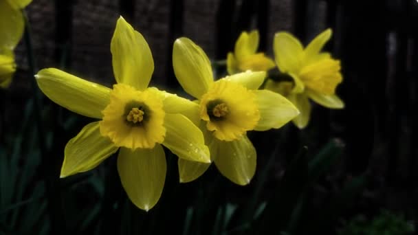 Ένα Σκούρο Θολή Φόντο Κίτρινο Διαφανές Νάρκισσος Λουλούδια Φωτεινές Άκρες — Αρχείο Βίντεο