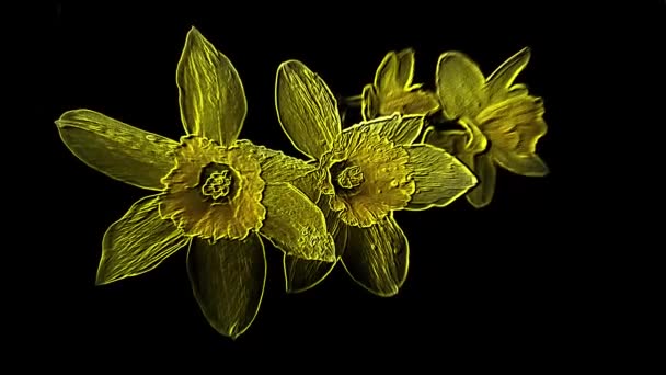 Auf Dunklem Hintergrund Schwanken Gelbe Transparente Narzissenblüten Mit Prägeeffekt — Stockvideo