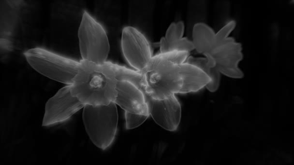 Vit Transparent Suddig Narcissus Blommor Med Skimrande Kanter Svajar Mot — Stockvideo