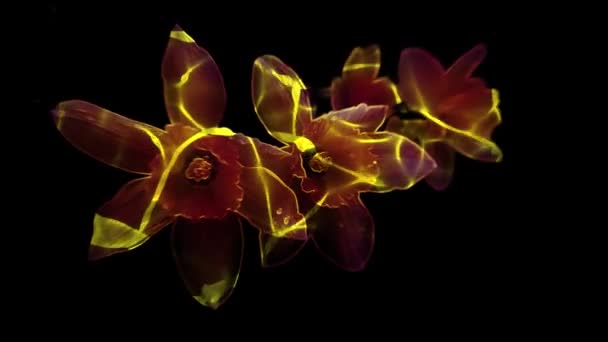 Narcissus Blommor Genom Vilken Lila Och Gula Strålar Ljus Passerar — Stockvideo