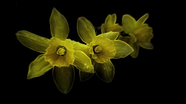Mörk Bakgrund Genomskinliga Narcissus Blommor Gula Nyanser Gunga Där Rök — Stockvideo