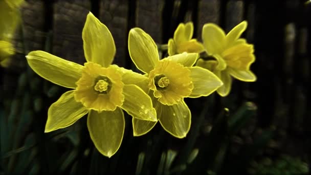 Ένα Σκοτεινό Φόντο Διαφανή Νάρκισσος Λουλούδια Των Κίτρινων Αποχρώσεων Ταλαντεύεται — Αρχείο Βίντεο
