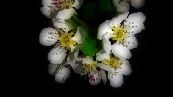Gałąź Drzewa Białymi Kwiatami Kołysze Się Ciemnym Tle — Wideo stockowe