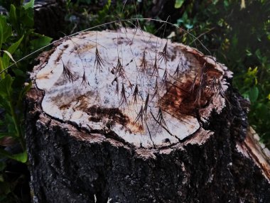 Bitki örtüsünün arka planında çimen