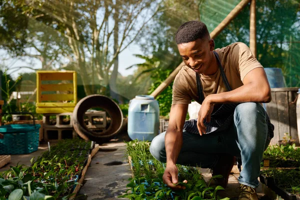 Feliz Joven Negro Sonriendo Mientras Usa Delantal Examinando Las Plantas — Foto de Stock