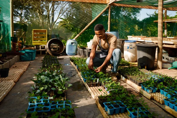 Young black man in apron crouching next to plants during harvest in plant nursery