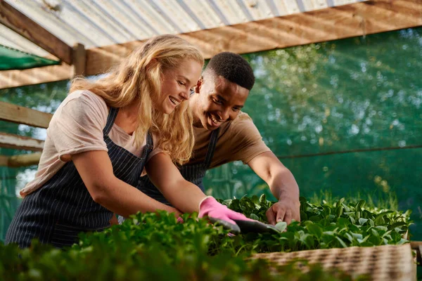 Junges Multiethnisches Paar Schürzen Und Gartenhandschuhen Lächelt Bei Der Gartenarbeit — Stockfoto