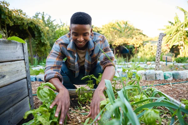 Happy young black man in checked shirt smiling and crouching while gardening by plants in plant nursery