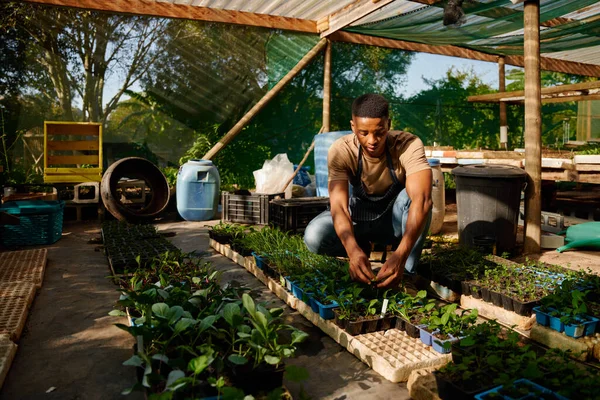 Young black man in apron crouching next to plants while gardening in garden center