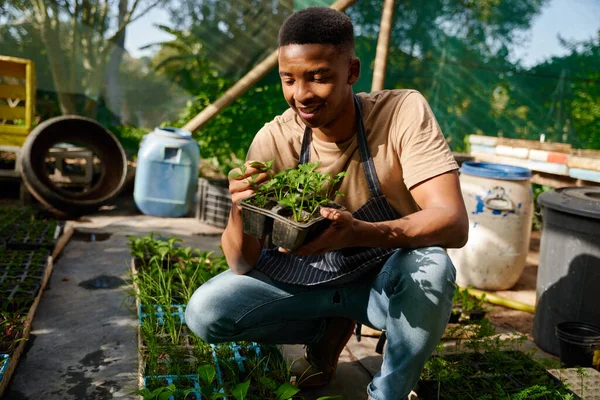 Feliz Joven Negro Sonriendo Mientras Usa Delantal Examinando Las Plantas — Foto de Stock
