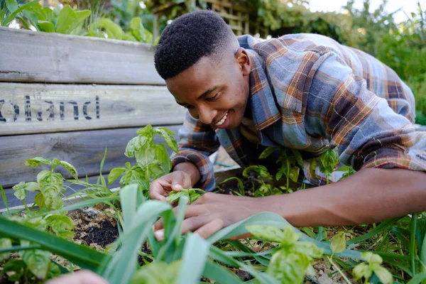Happy young black man in checked shirt smiling while looking down and examining plants in plant nursery