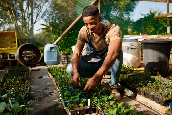 Happy Young Black Man Wearing Apron Crouching Plants Garden Center — Foto Stock