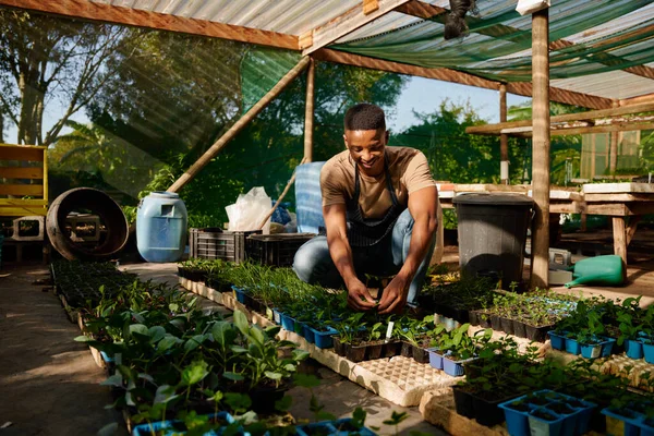 Young black man in apron crouching and smiling while picking plants in plant nursery