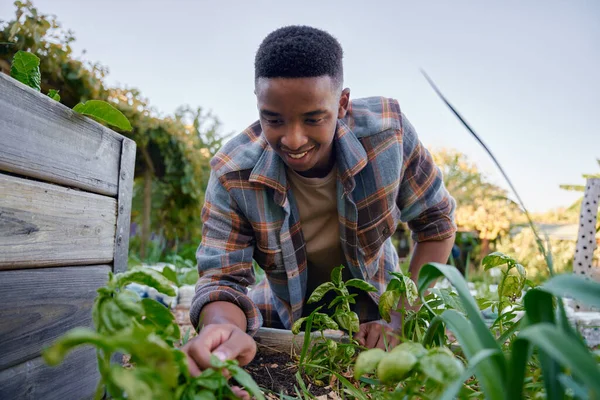 Happy young black man in checked shirt smiling while looking down and examining plants in plant nursery