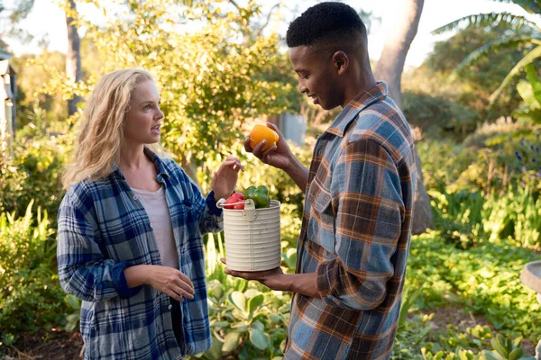 Young multiracial couple in checked shirts talking while holding pepper harvest in plant nursery