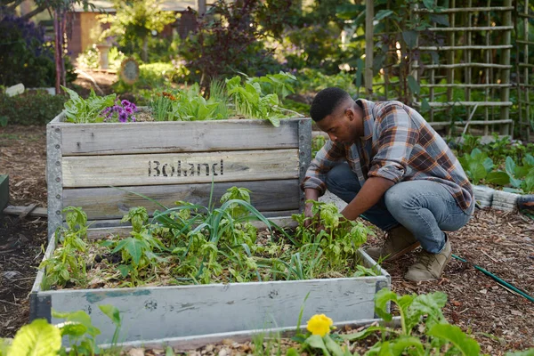 Profile view of young black man wearing checked shirt crouching while gardening by flowerbed in plant nursery