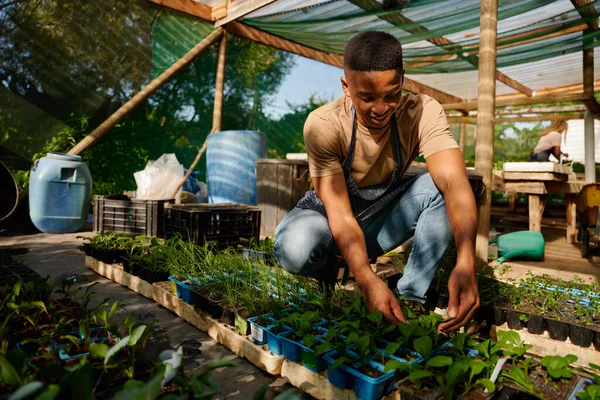 Happy Young Black Man Apron Crouching Smiling While Examining Plants — Stok fotoğraf