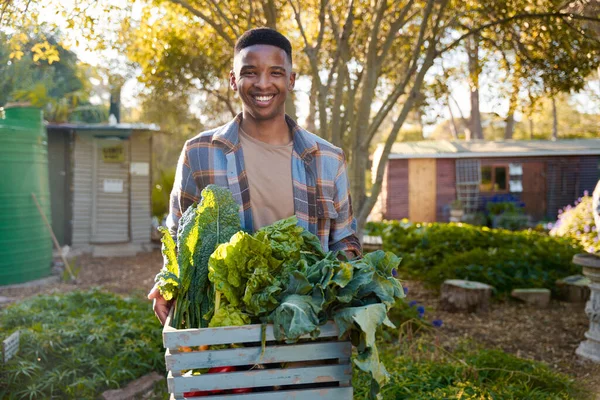 カメラを見ながら笑顔で植物保育園で野菜の収穫をする幸せな若い黒人男性 — ストック写真