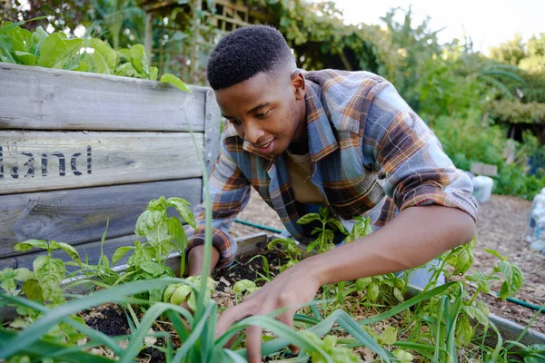 Young black man in checked shirt smiling while looking down and examining plants in plant nursery