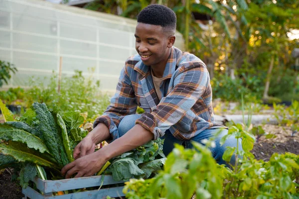 Happy young black man in checked shirt smiling while picking plants in vegetable garden at plant nursery